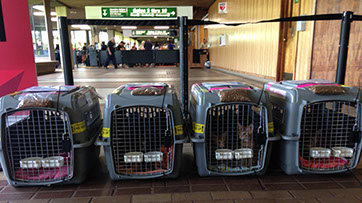 Cats in carriers at airport ready to be transported