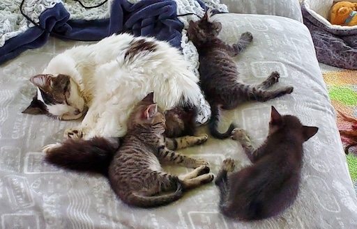 foster kitty with kittens