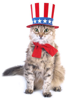 Patriotic kitty in red, white, and blue