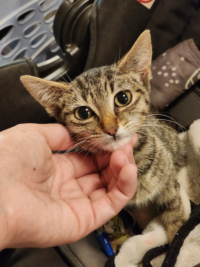 Minnie getting a chin scratch