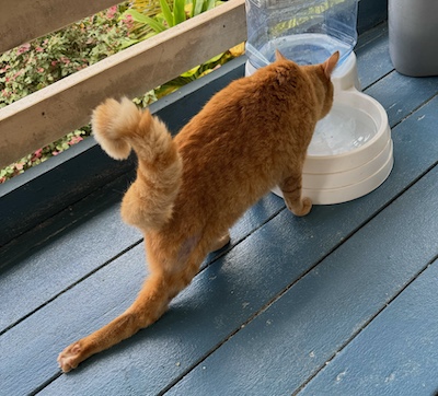 Pete getting a drink of water