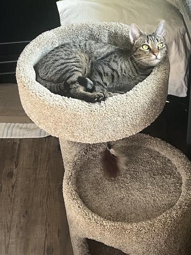 Minnie in her cat tree