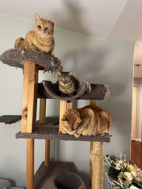 Kuhio and brothers Cheeto and Sunny
