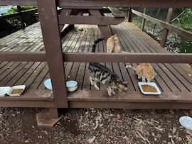 Kuhio with mom and siblings last year before getting spay/neutered