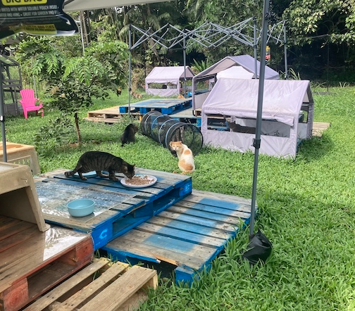 Lydgate Sanctuary Kitties