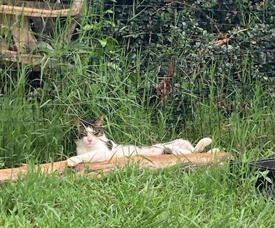 Cat relaxing at Lydgate Sanctuary