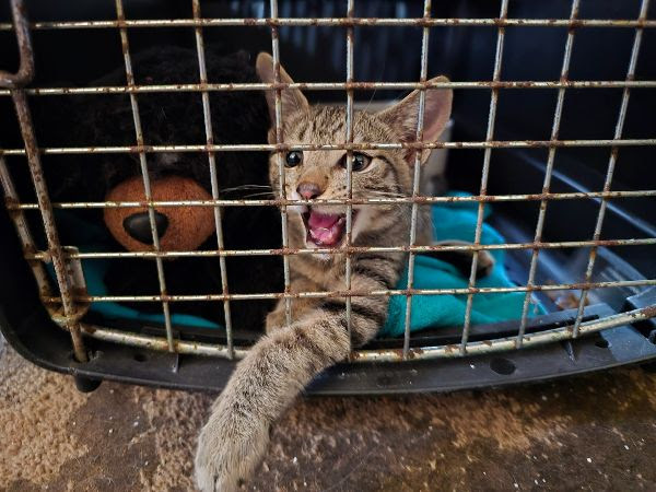 Tiger in his crate