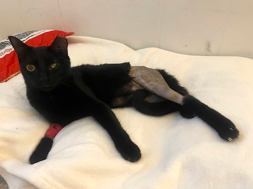 Miso post-surgery