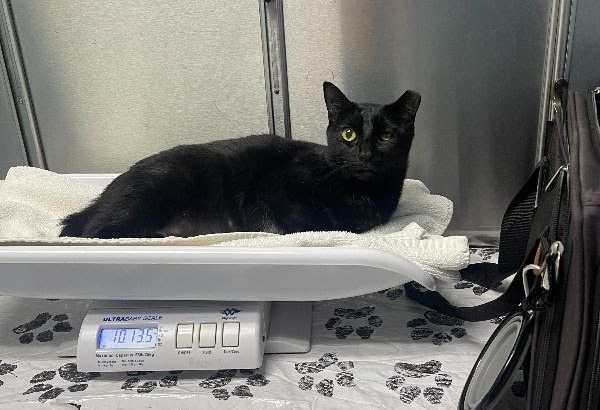 Miso having a checkup