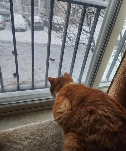 Alani looking at birds and snow outside