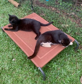 2 Lydgate kitties relaxing on a bed