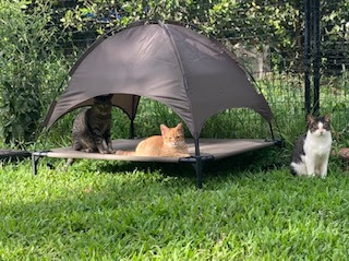 Lydgate kitties relaxing under a tent-type structure