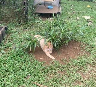 Lydgate kitty in the grasses