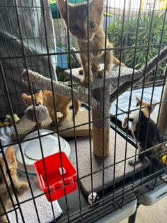 Kittens in a cat tower