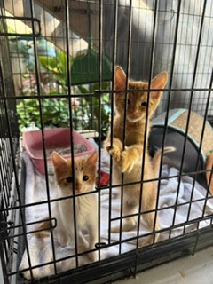 Kittens in a cat tower