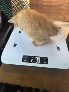 Cute orange kitten Hero on a scale